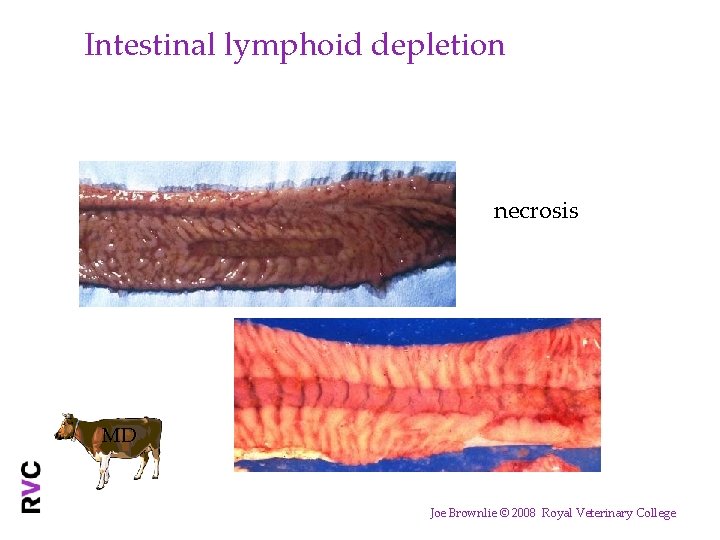 Intestinal lymphoid depletion necrosis MD Joe Brownlie © 2008 Royal Veterinary College 