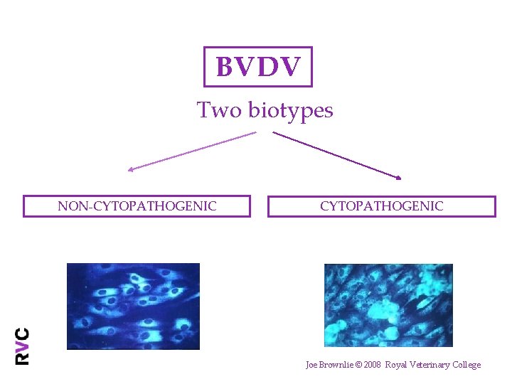 BVDV Two biotypes NON-CYTOPATHOGENIC Joe Brownlie © 2008 Royal Veterinary College 