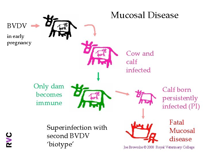 Mucosal Disease BVDV in early pregnancy Cow and calf infected Only dam becomes immune