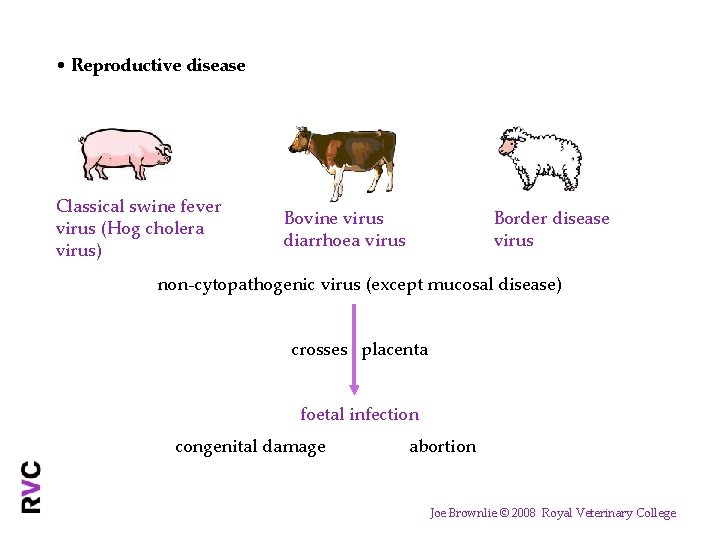  • Reproductive disease Classical swine fever virus (Hog cholera virus) Bovine virus diarrhoea