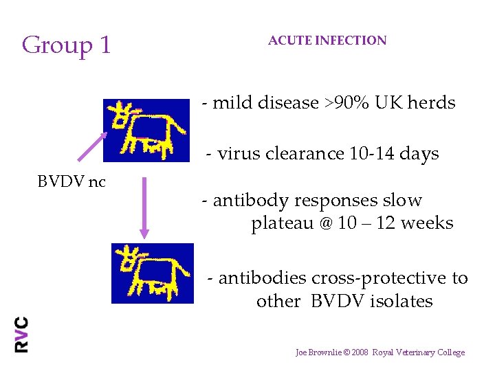 Group 1 ACUTE INFECTION - mild disease >90% UK herds - virus clearance 10