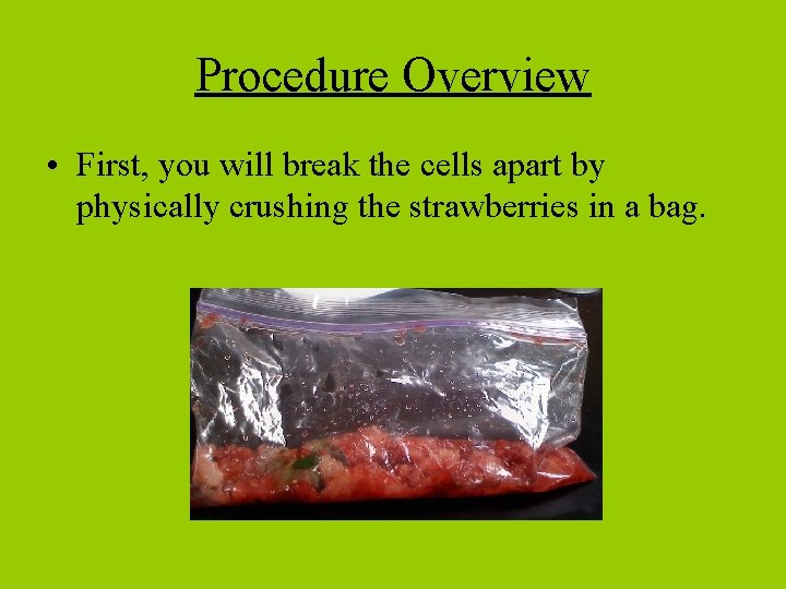 Procedure Overview • First, you will break the cells apart by physically crushing the