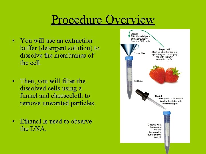 Procedure Overview • You will use an extraction buffer (detergent solution) to dissolve the