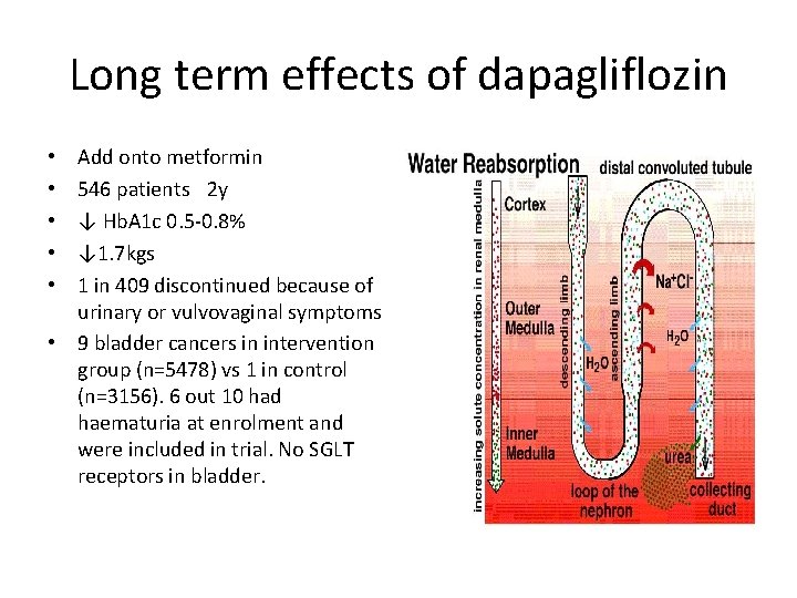 Long term effects of dapagliflozin Add onto metformin 546 patients 2 y ↓ Hb.