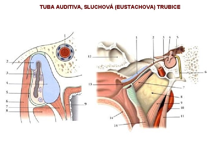 TUBA AUDITIVA, SLUCHOVÁ (EUSTACHOVA) TRUBICE 