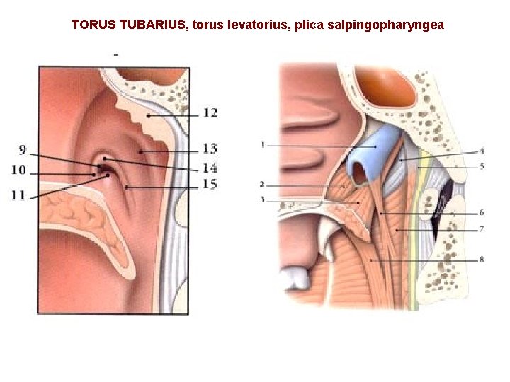 TORUS TUBARIUS, torus levatorius, plica salpingopharyngea 