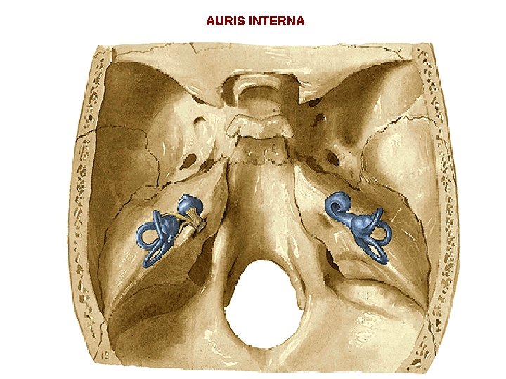 AURIS INTERNA 