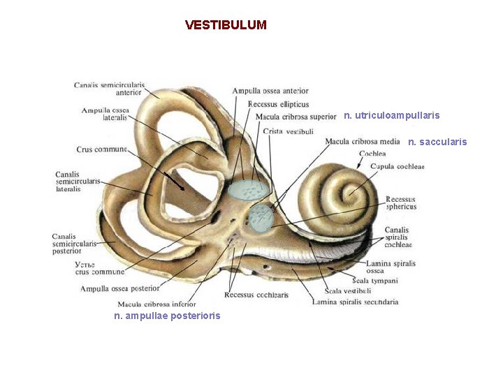 VESTIBULUM n. utriculoampullaris n. saccularis n. ampullae posterioris 