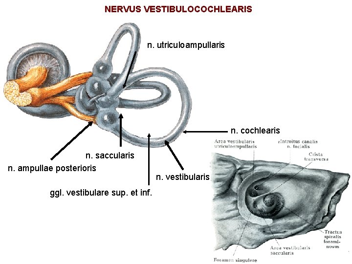 NERVUS VESTIBULOCOCHLEARIS n. utriculoampullaris n. cochlearis n. saccularis n. ampullae posterioris ggl. vestibulare sup.