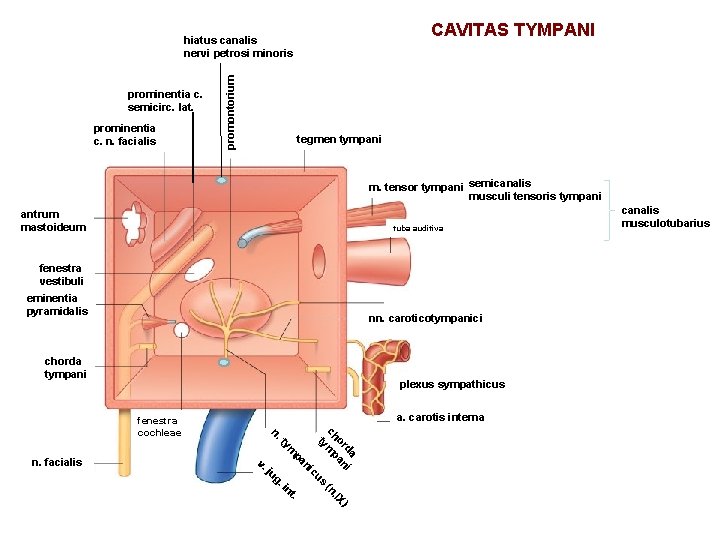 CAVITAS TYMPANI prominentia c. semicirc. lat. prominentia c. n. facialis promontorium hiatus canalis nervi