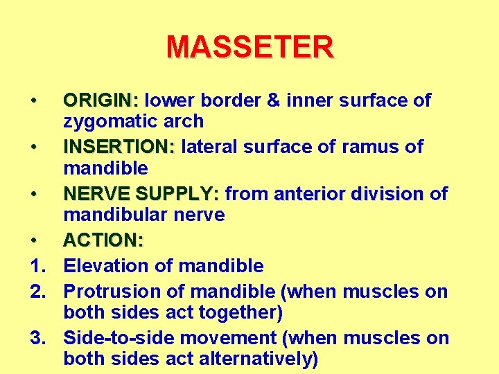 MASSETER • ORIGIN: lower border & inner surface of zygomatic arch • INSERTION: lateral