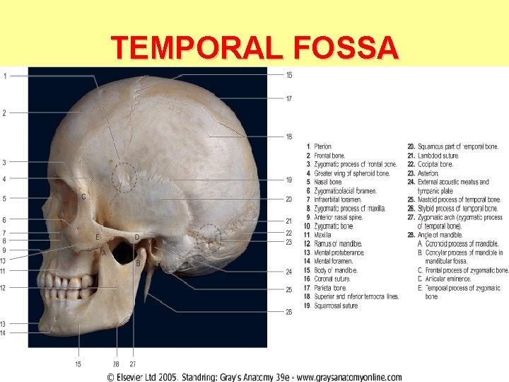 TEMPORAL FOSSA 