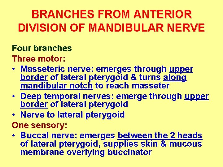 BRANCHES FROM ANTERIOR DIVISION OF MANDIBULAR NERVE Four branches Three motor: • Masseteric nerve: