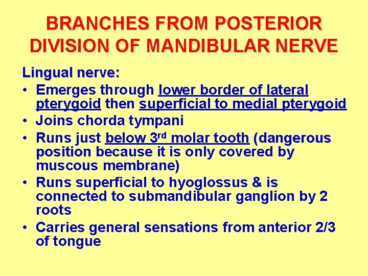 BRANCHES FROM POSTERIOR DIVISION OF MANDIBULAR NERVE Lingual nerve: • Emerges through lower border