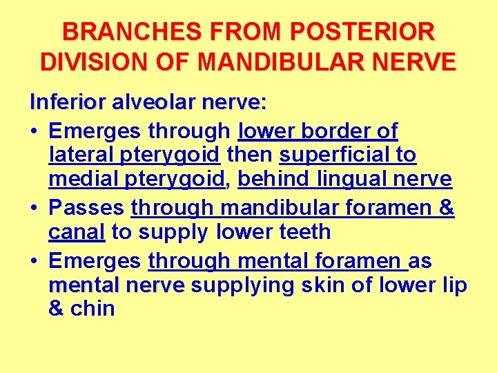 BRANCHES FROM POSTERIOR DIVISION OF MANDIBULAR NERVE Inferior alveolar nerve: • Emerges through lower