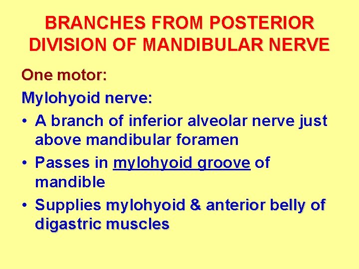 BRANCHES FROM POSTERIOR DIVISION OF MANDIBULAR NERVE One motor: Mylohyoid nerve: • A branch