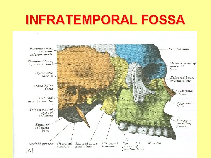 INFRATEMPORAL FOSSA 