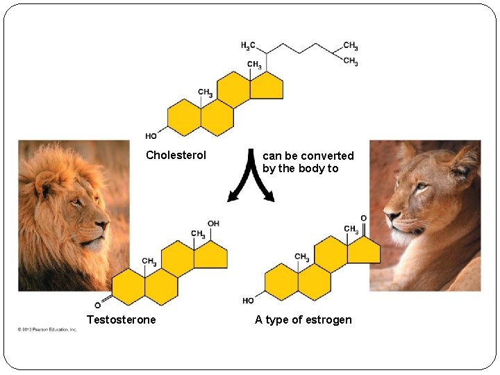 Cholesterol Testosterone can be converted by the body to A type of estrogen 