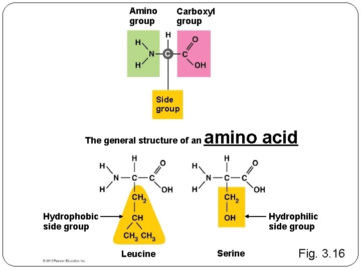Amino group Carboxyl group Side group The general structure of an amino acid Hydrophobic