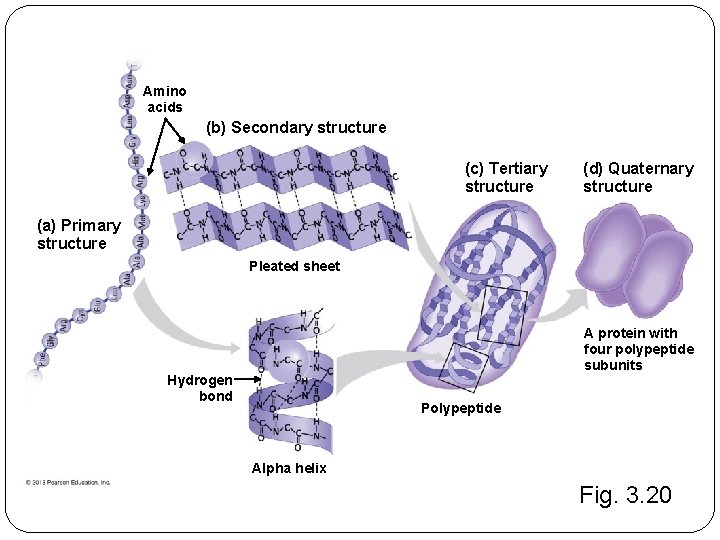 Amino acids (b) Secondary structure (c) Tertiary structure (d) Quaternary structure (a) Primary structure