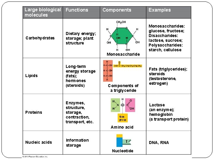 Large biological Functions molecules Carbohydrates Components Dietary energy; storage; plant structure Monosaccharide Lipids Proteins