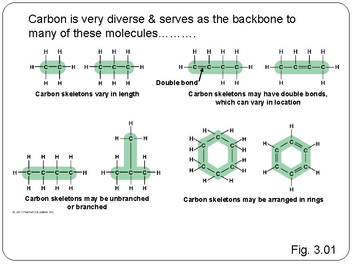 Carbon is very diverse & serves as the backbone to many of these molecules……….