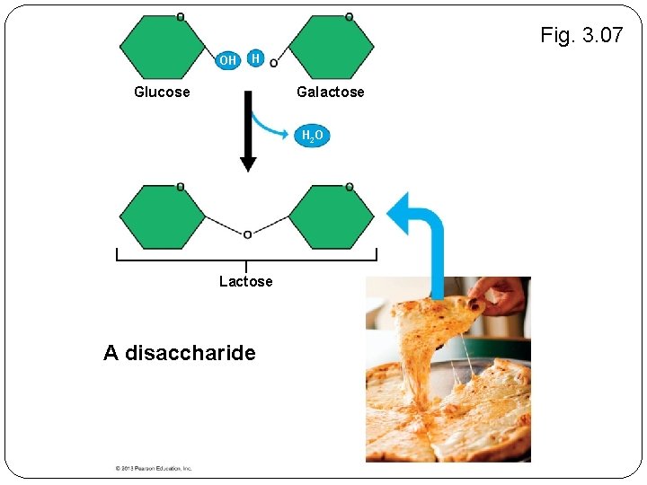 Fig. 3. 07 OH H Glucose Galactose H 2 O Lactose A disaccharide 