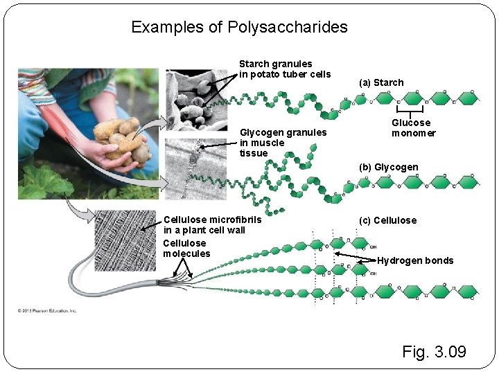 Examples of Polysaccharides Starch granules in potato tuber cells Glycogen granules in muscle tissue