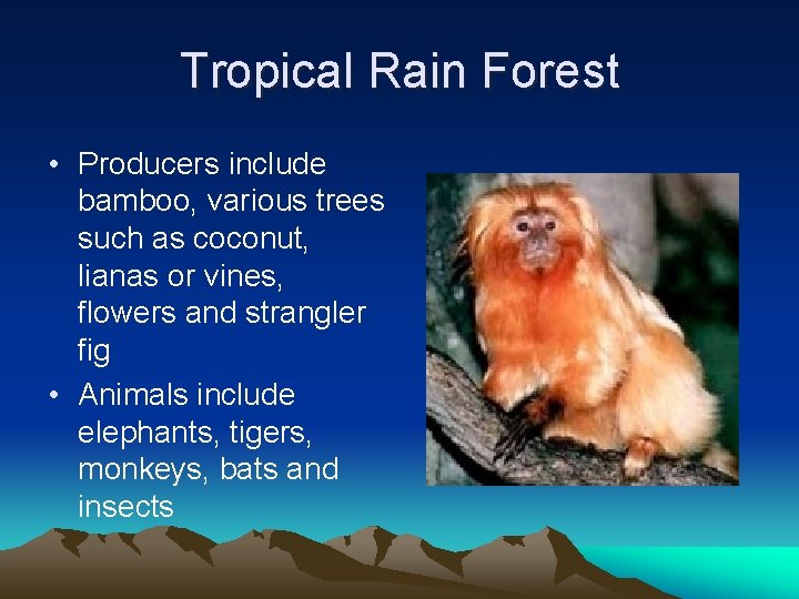 Tropical Rain Forest • Producers include bamboo, various trees such as coconut, lianas or