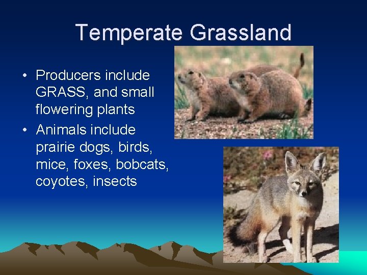 Temperate Grassland • Producers include GRASS, and small flowering plants • Animals include prairie