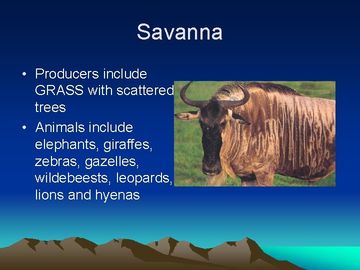 Savanna • Producers include GRASS with scattered trees • Animals include elephants, giraffes, zebras,