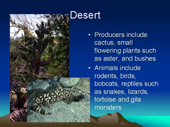Desert • Producers include cactus, small flowering plants such as aster, and bushes •