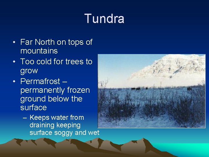 Tundra • Far North on tops of mountains • Too cold for trees to