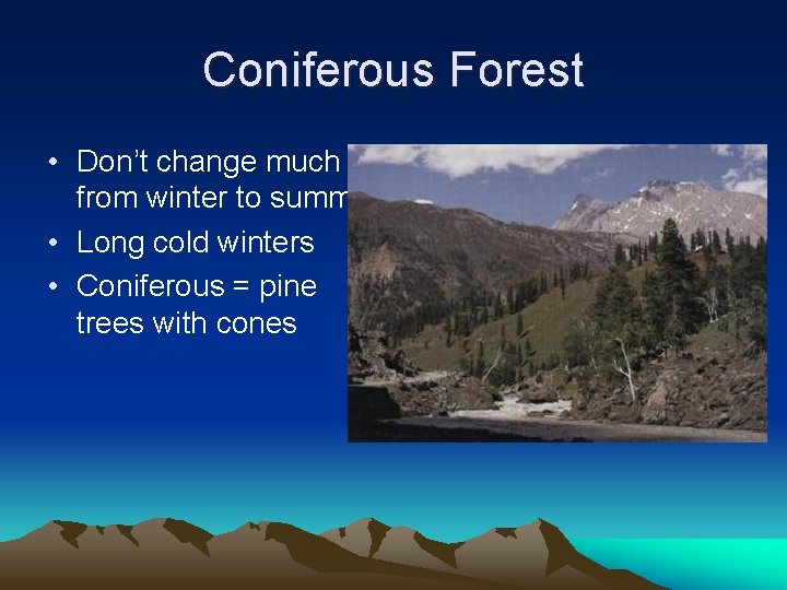 Coniferous Forest • Don’t change much from winter to summer • Long cold winters