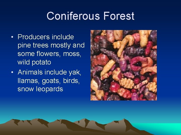 Coniferous Forest • Producers include pine trees mostly and some flowers, moss, wild potato