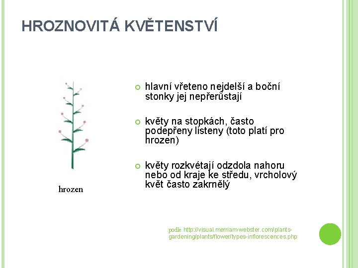 HROZNOVITÁ KVĚTENSTVÍ hrozen hlavní vřeteno nejdelší a boční stonky jej nepřerůstají květy na stopkách,