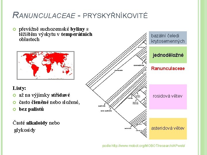 RANUNCULACEAE - PRYSKYŘNÍKOVITÉ převážně suchozemské byliny s těžištěm výskytu v temperátních oblastech bazální čeledi