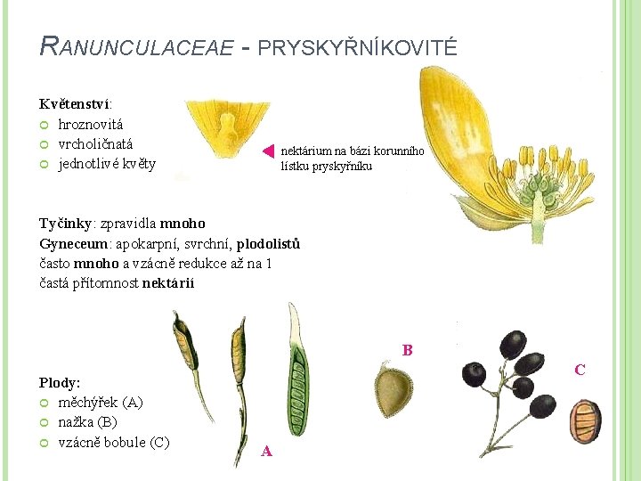 RANUNCULACEAE - PRYSKYŘNÍKOVITÉ Květenství: hroznovitá vrcholičnatá jednotlivé květy nektárium na bázi korunního lístku pryskyřníku