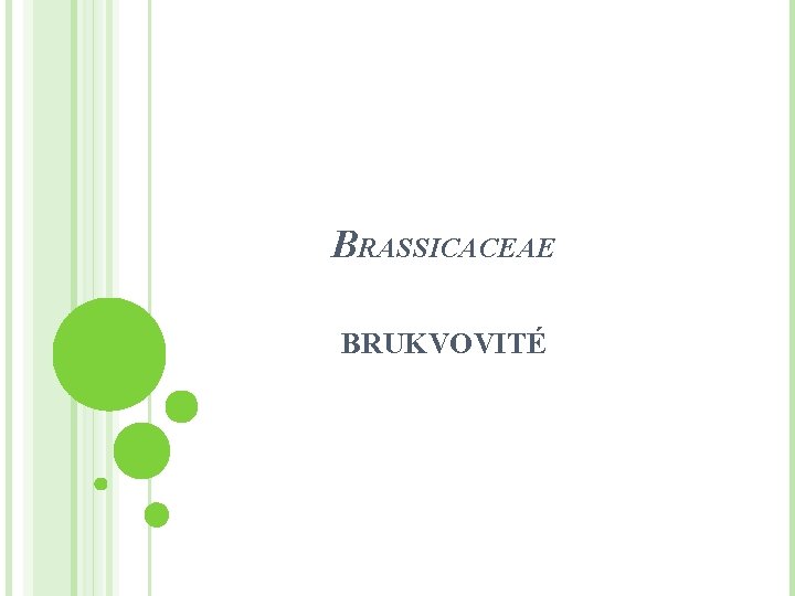 BRASSICACEAE BRUKVOVITÉ 