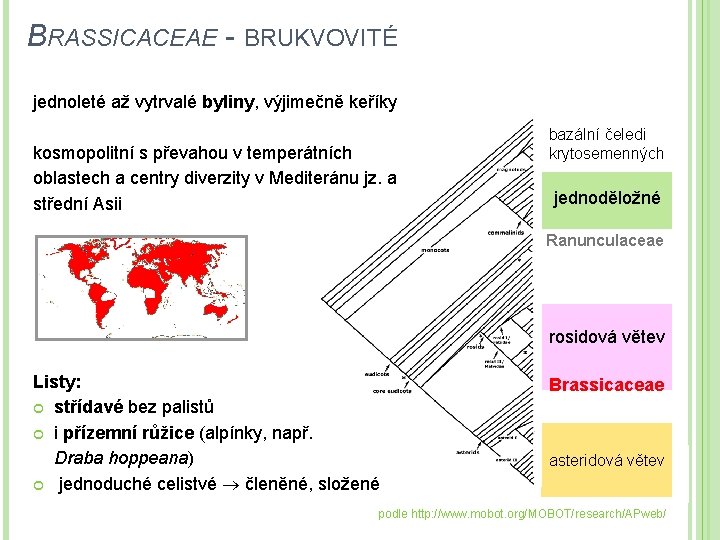 BRASSICACEAE - BRUKVOVITÉ jednoleté až vytrvalé byliny, výjimečně keříky kosmopolitní s převahou v temperátních