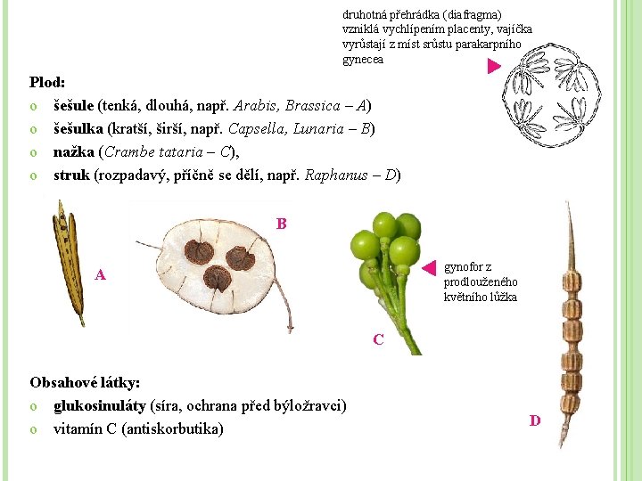 druhotná přehrádka (diafragma) vzniklá vychlípením placenty, vajíčka vyrůstají z míst srůstu parakarpního gynecea Plod: