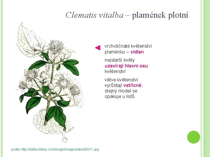 Clematis vitalba – plamének plotní vrcholičnaté květenství plaménku – vidlan nejstarší květy uzavírají hlavní