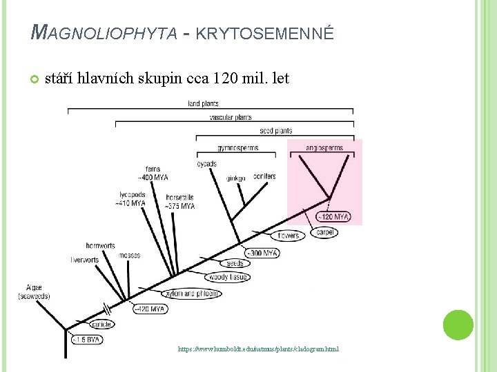 MAGNOLIOPHYTA - KRYTOSEMENNÉ stáří hlavních skupin cca 120 mil. let https: //www. humboldt. edu/natmus/plants/cladogram.