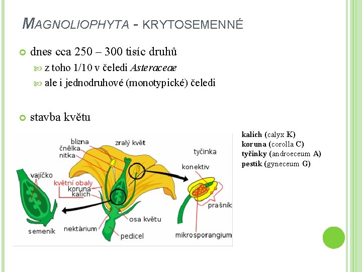 MAGNOLIOPHYTA - KRYTOSEMENNÉ dnes cca 250 – 300 tisíc druhů z toho 1/10 v