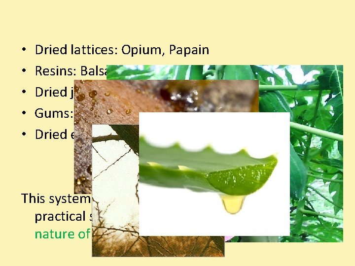  • • • Dried lattices: Opium, Papain Resins: Balsam of Tolu, Benzoin Dried