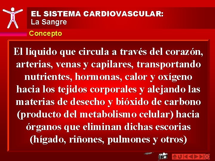 EL SISTEMA CARDIOVASCULAR: La Sangre Concepto El líquido que circula a través del corazón,