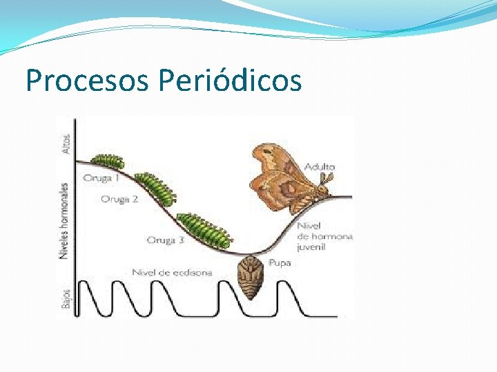 Procesos Periódicos 