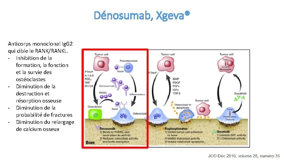 Dénosumab, Xgeva® Anticorps monoclonal Ig. G 2 qui cible le RANK/RANKL. - Inhibition de