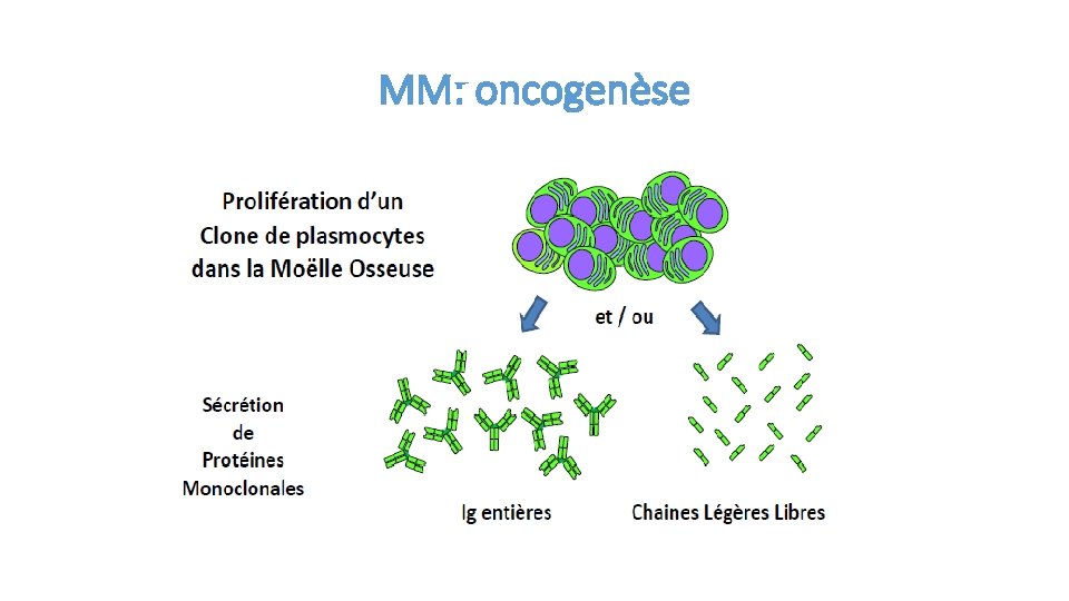 MM: oncogenèse 