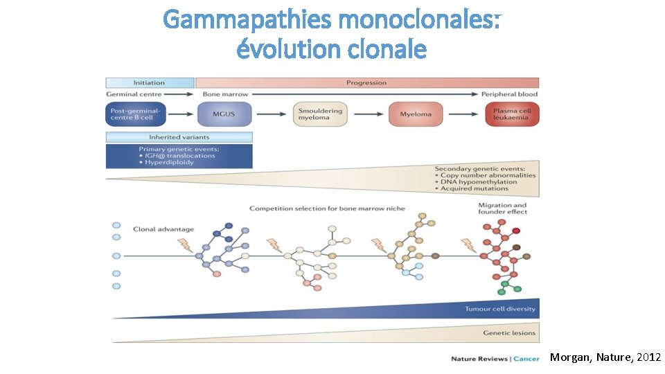 Gammapathies monoclonales: évolution clonale Morgan, Nature, 2012 